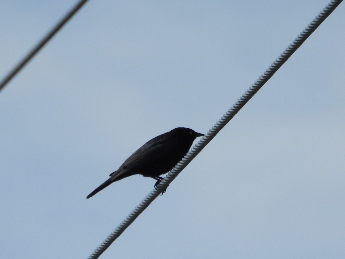 Brewer's Blackbird - ML628063964