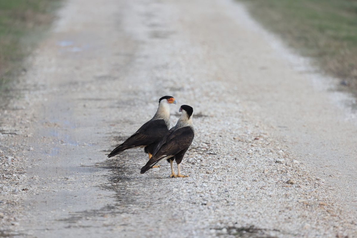 Caracara huppé - ML628063969