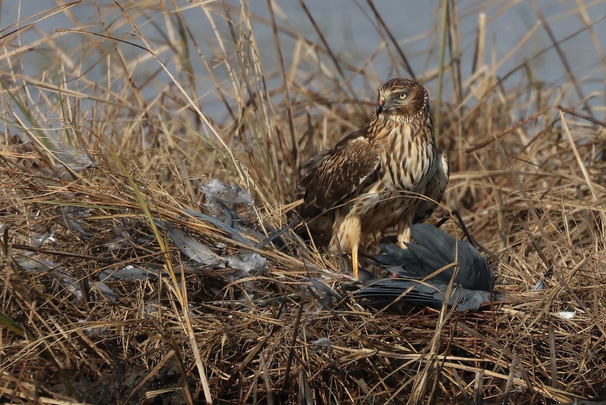 Busard des marais - ML628063982