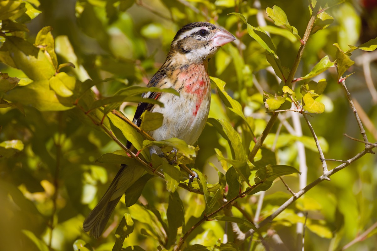 Rose-breasted Grosbeak - ML628064000