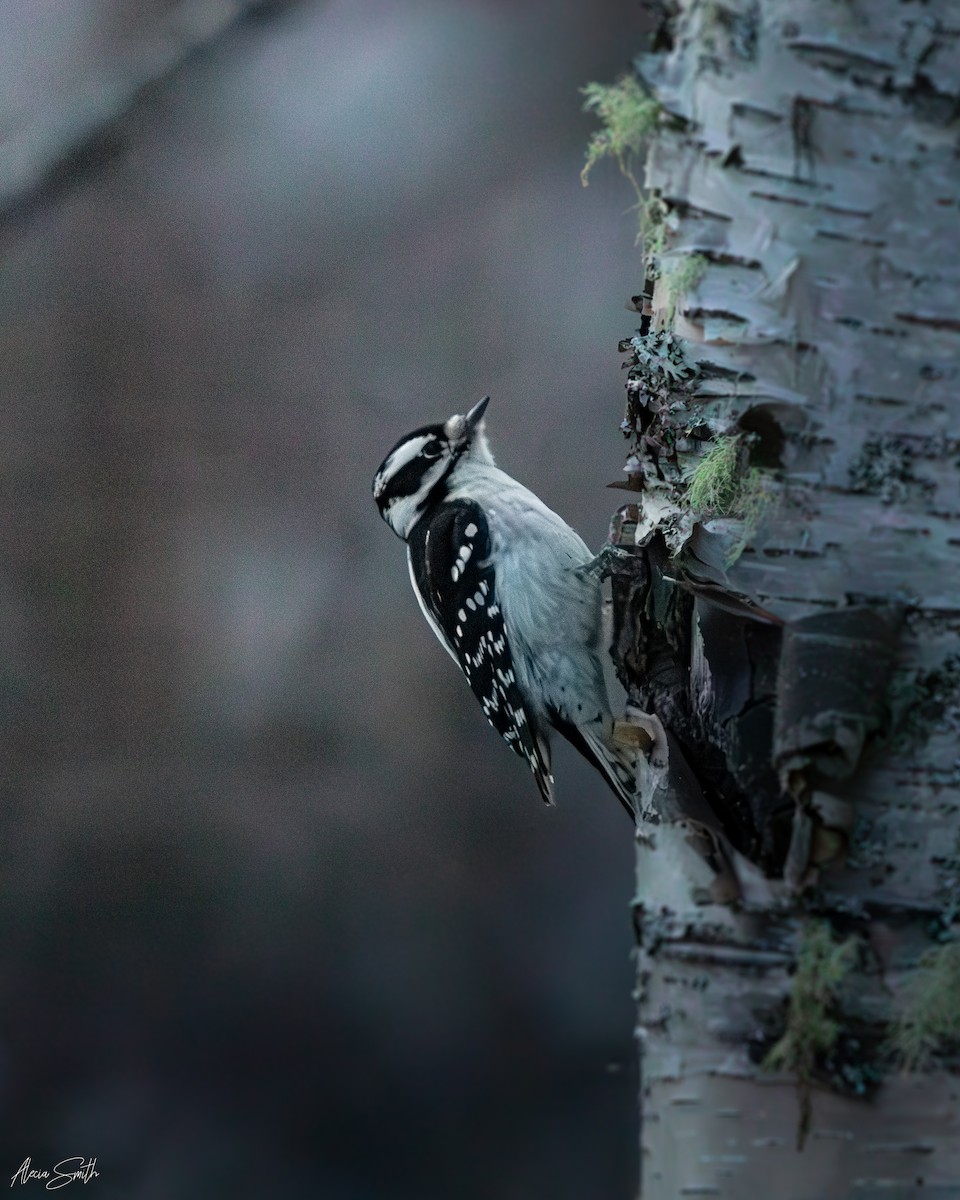 Downy Woodpecker - ML628064034