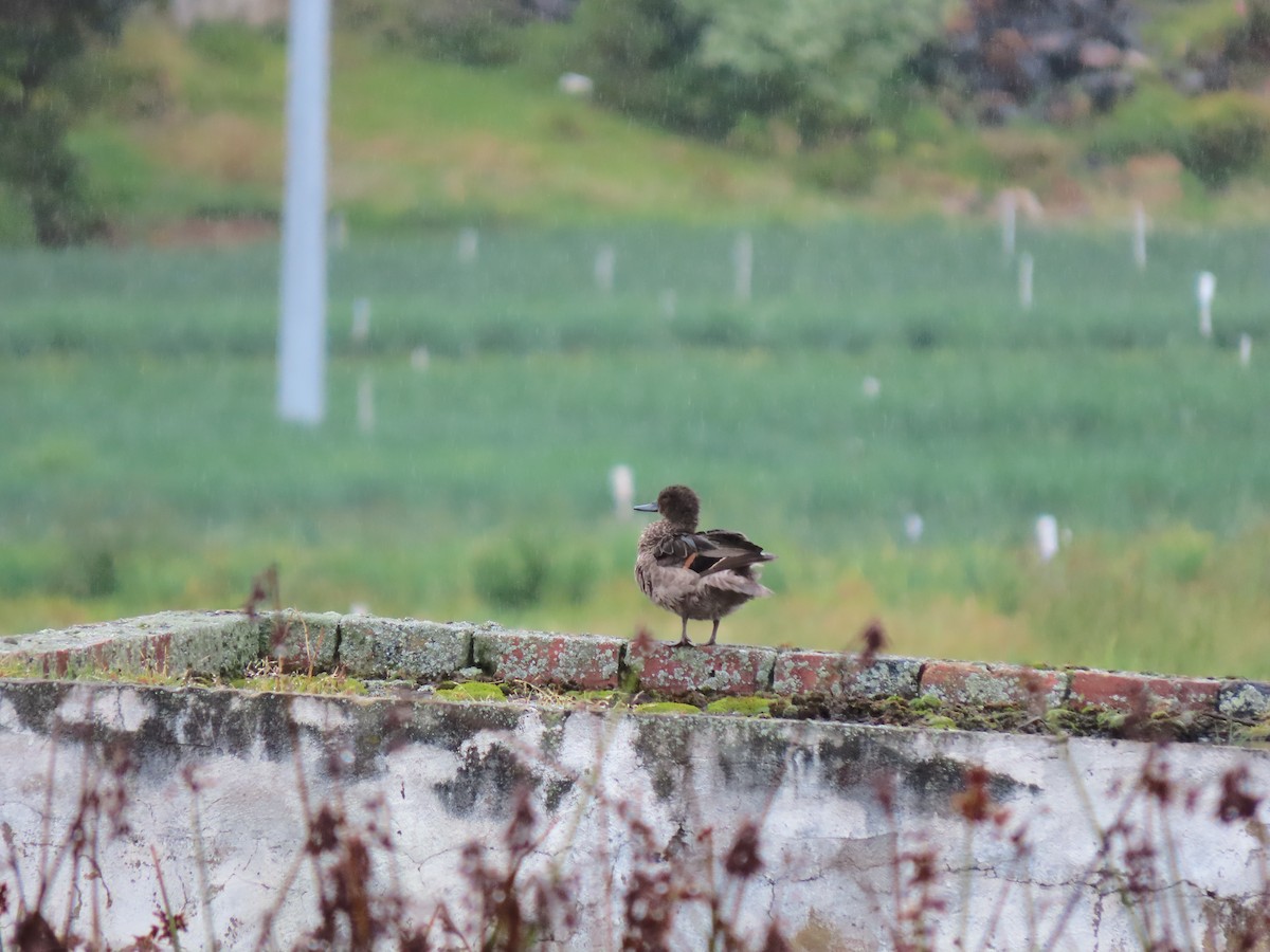 Andean Teal - ML628064035