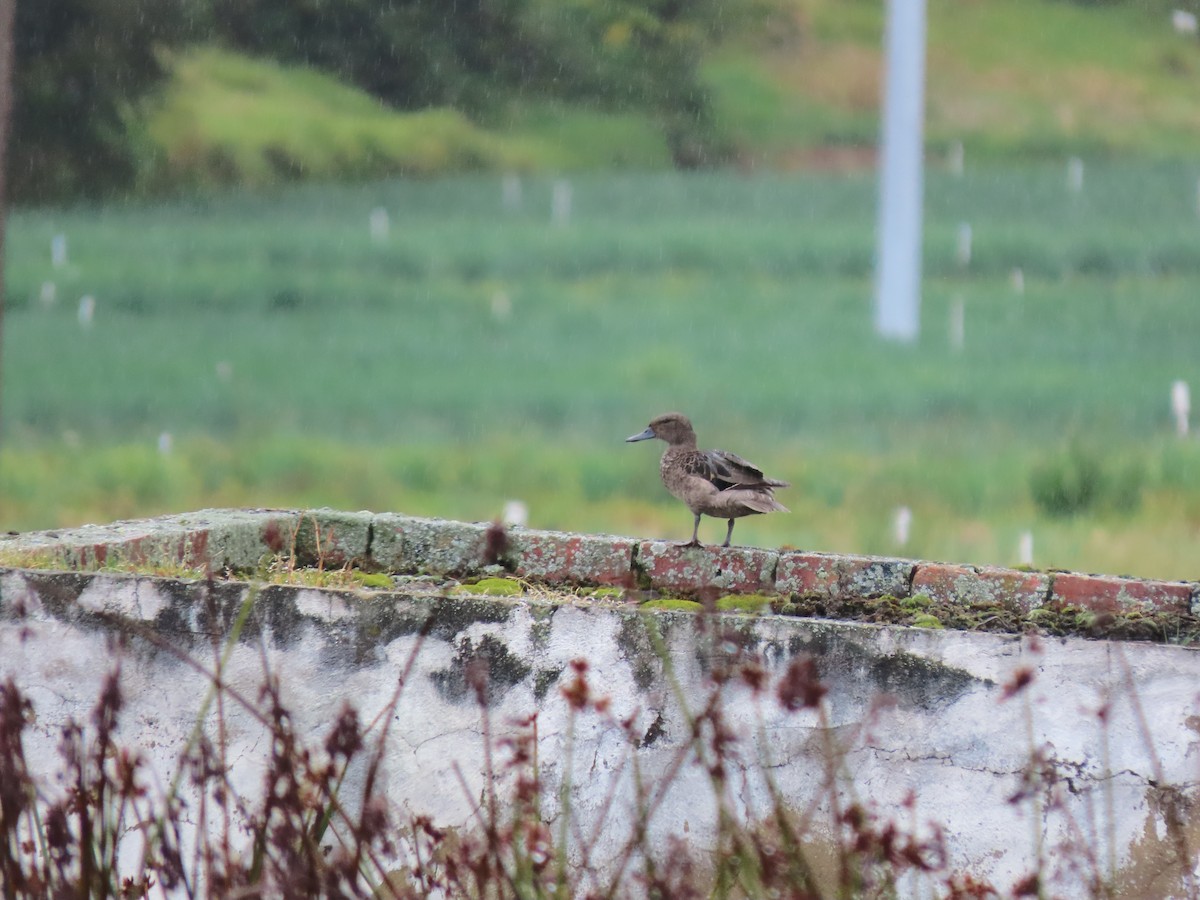 Andean Teal - ML628064036