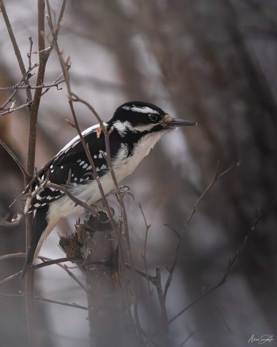 Hairy Woodpecker - ML628064066