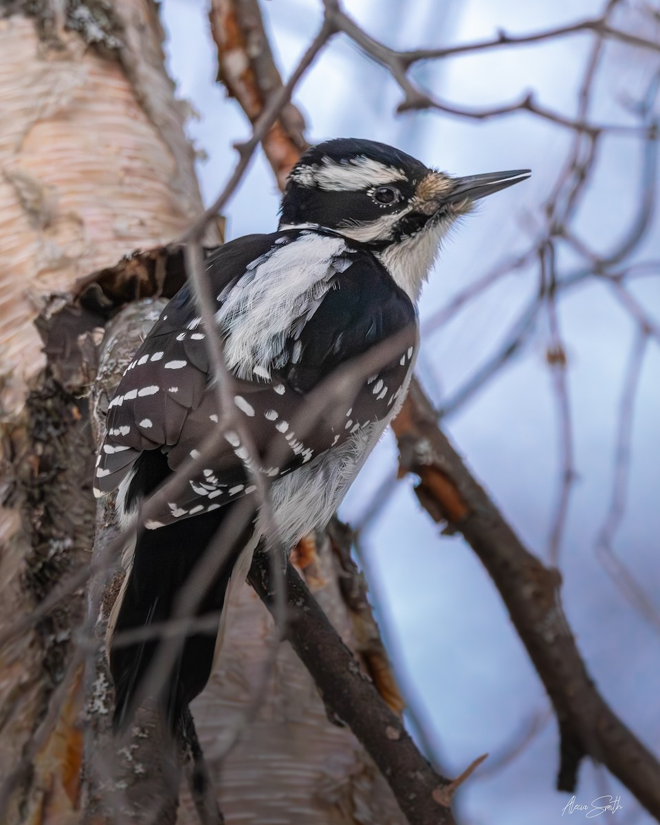 Hairy Woodpecker - ML628064067