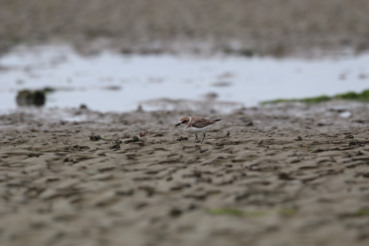 Kentish Plover - ML628064086