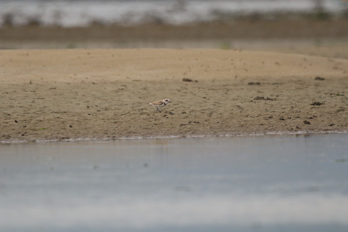 Kentish Plover - ML628064087