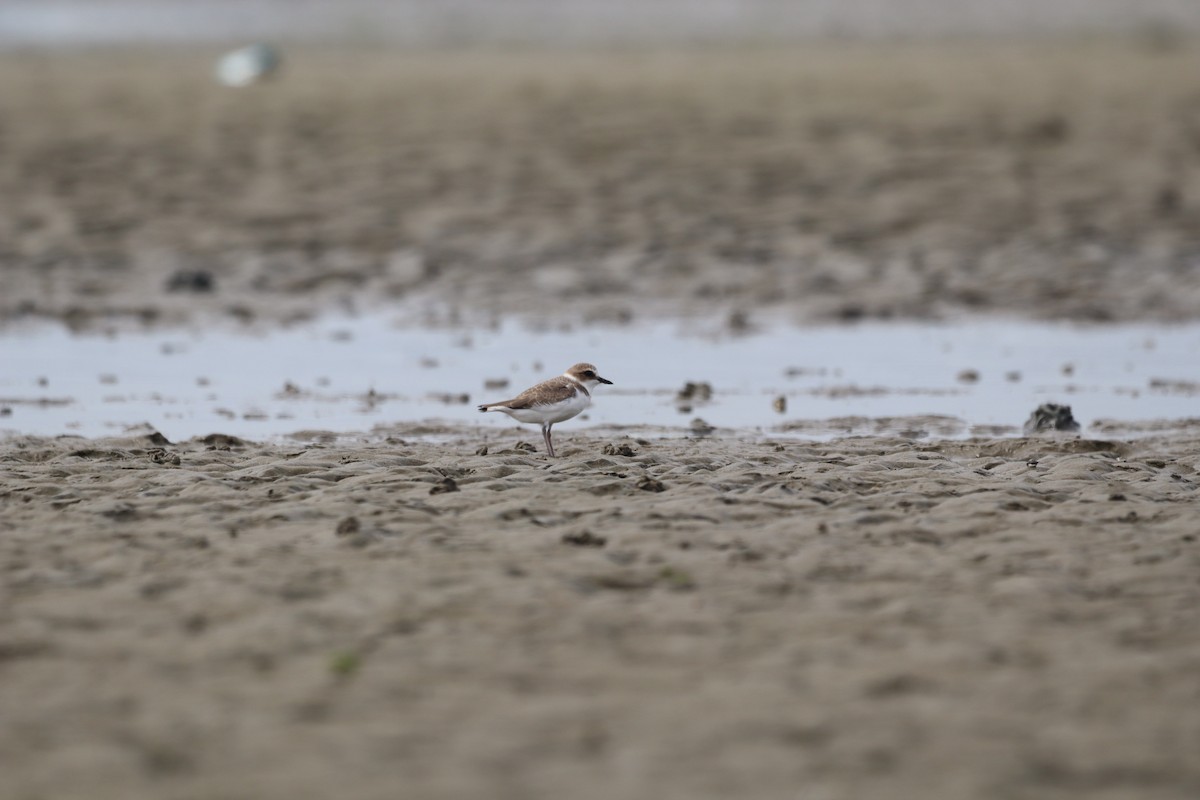 Kentish Plover - ML628064088