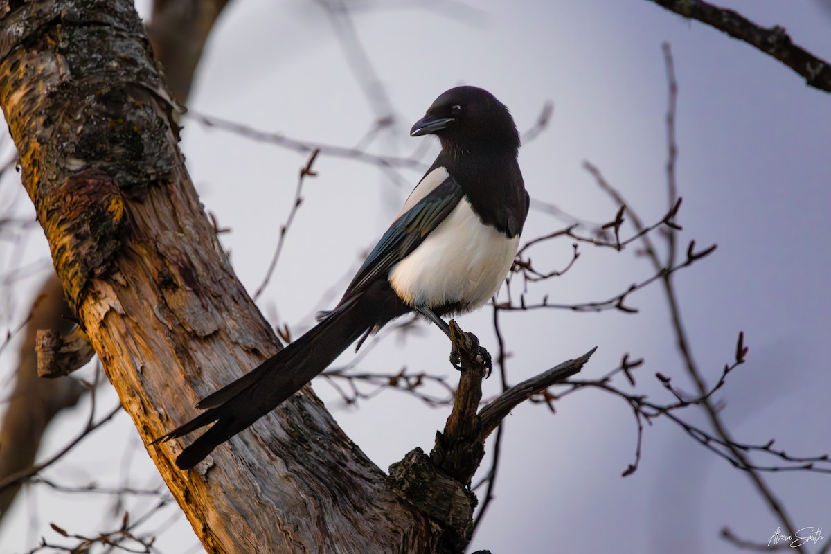 Black-billed Magpie - ML628064117