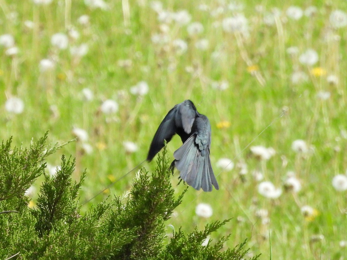 Brewer's Blackbird - ML628064120