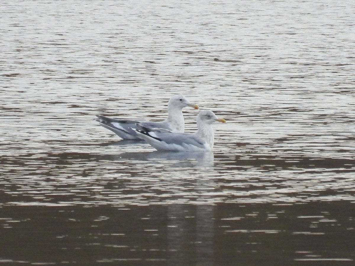 Iceland Gull (Thayer's) - ML628064122