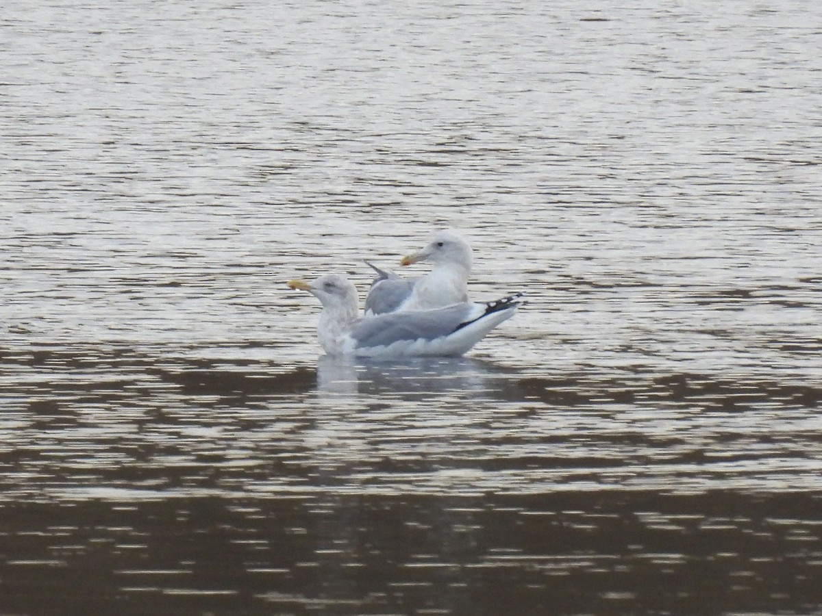 Iceland Gull (Thayer's) - ML628064123