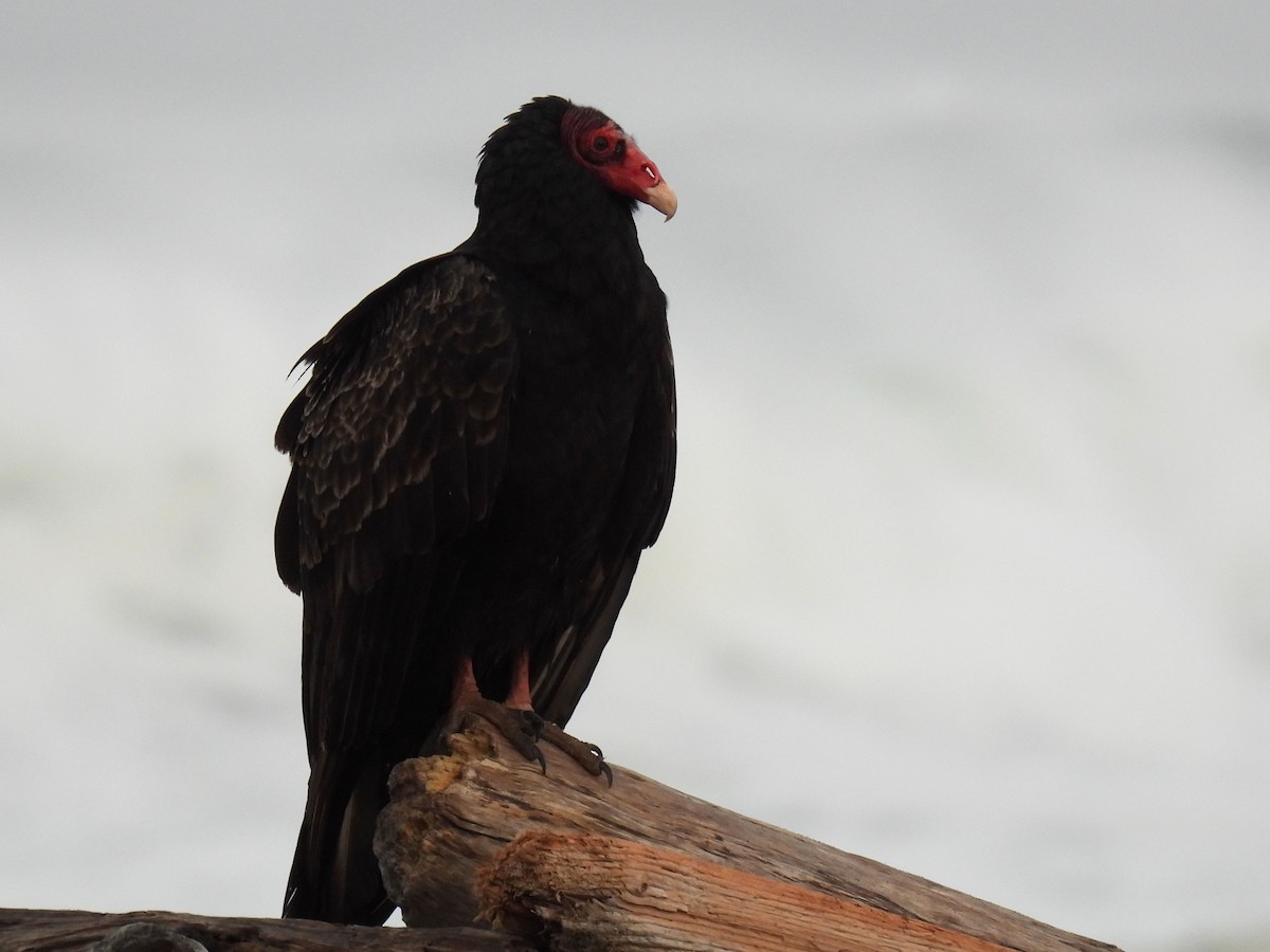 Turkey Vulture - ML628064131