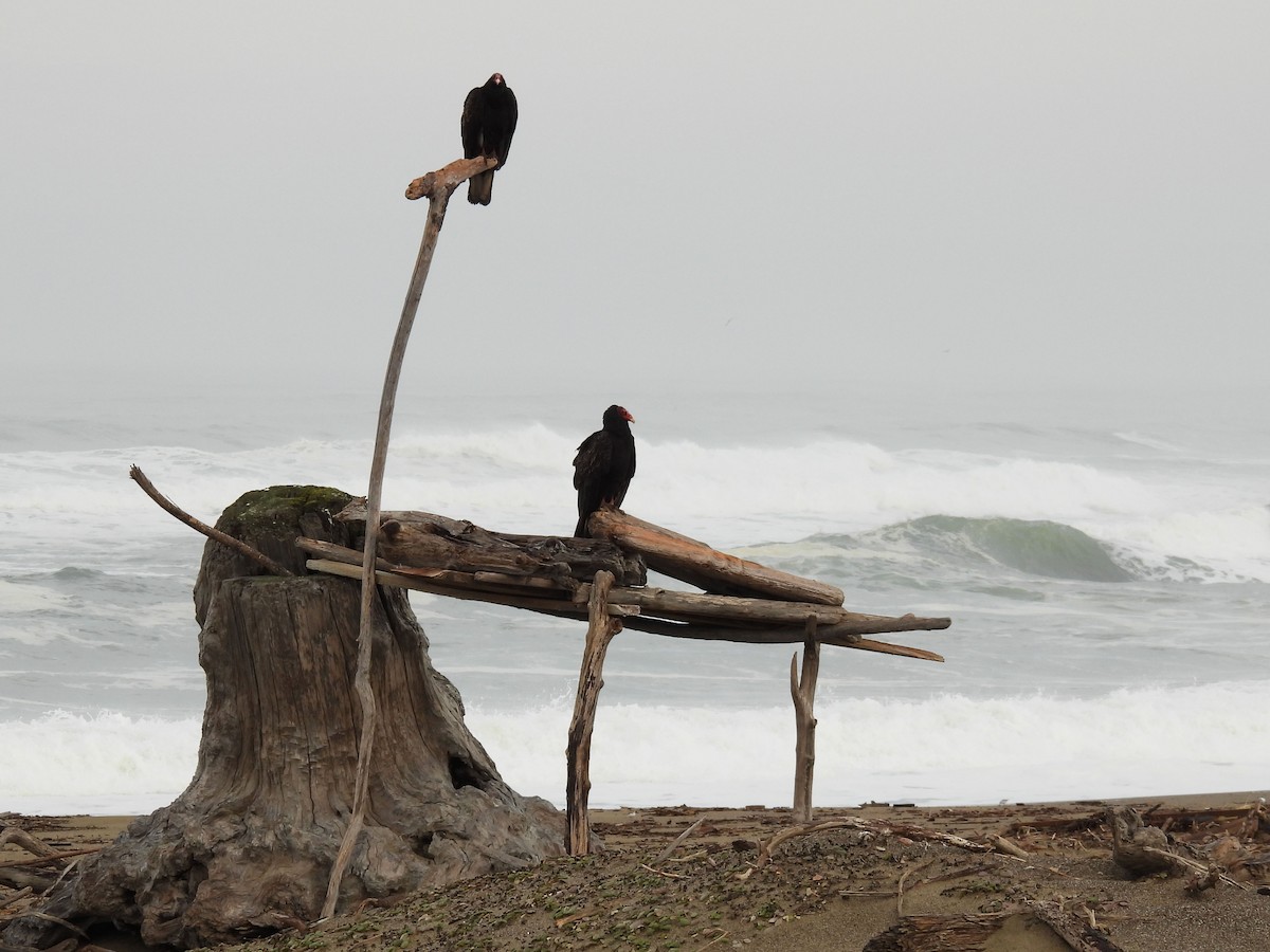 Turkey Vulture - ML628064132