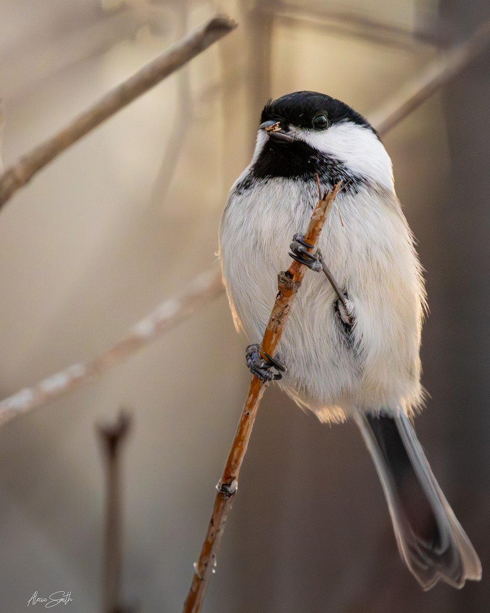 Black-capped Chickadee - ML628064171