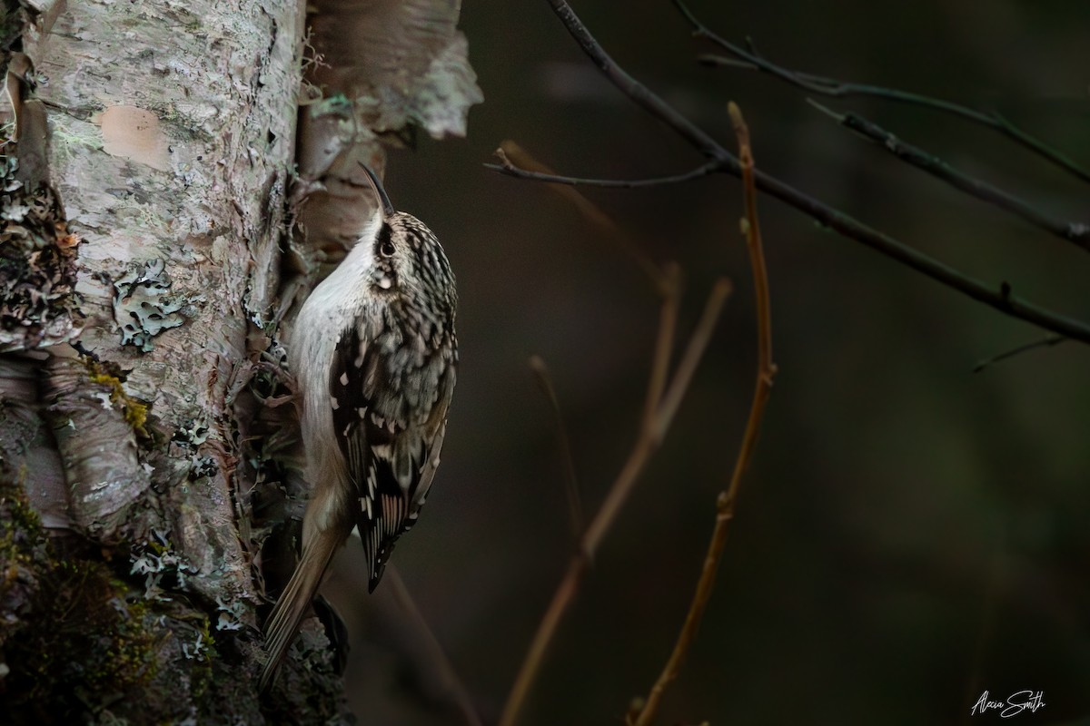Brown Creeper - ML628064210