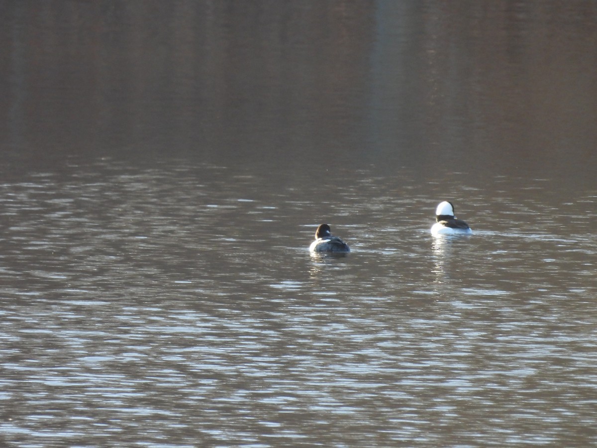 Bufflehead - ML628064211