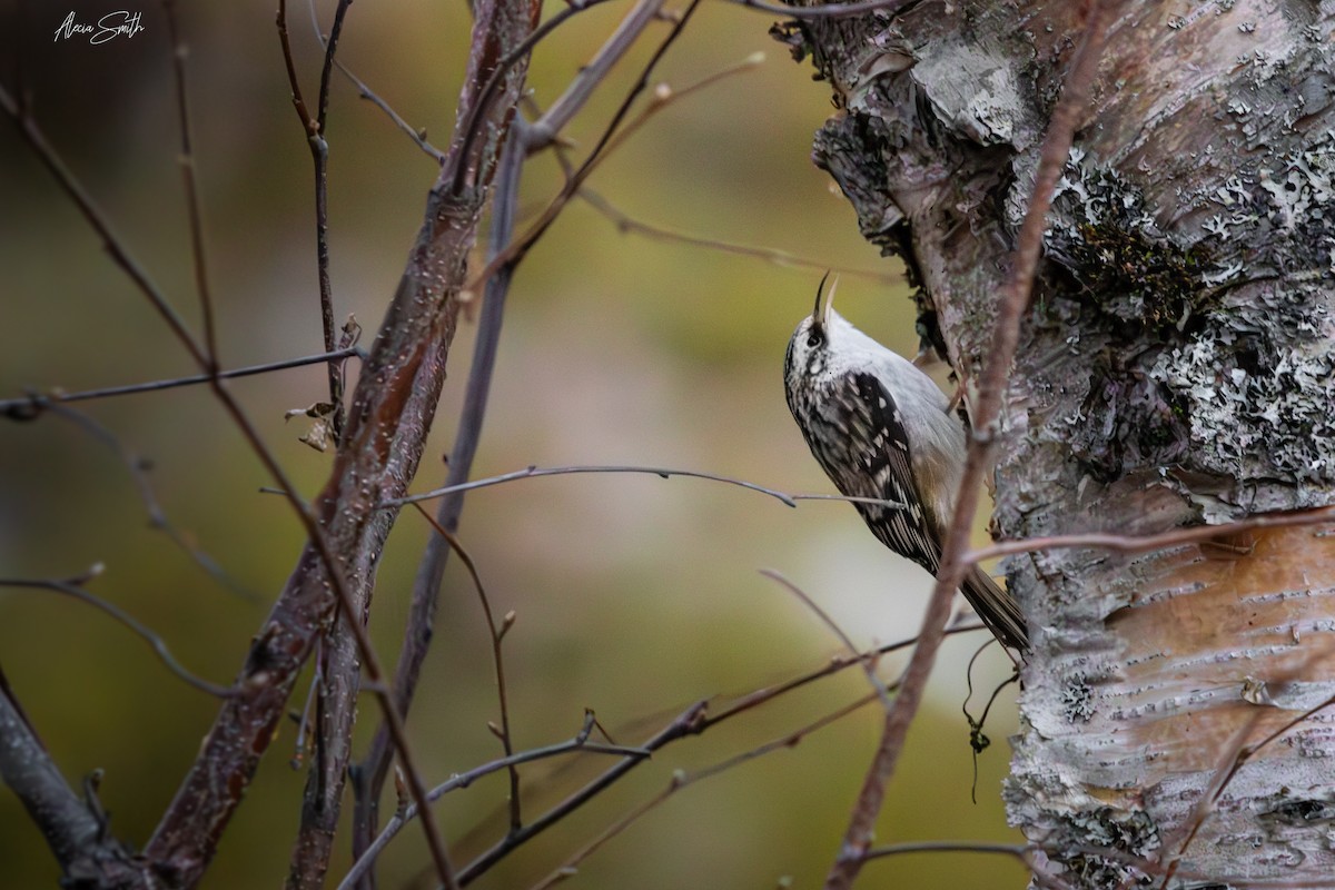 Brown Creeper - ML628064213