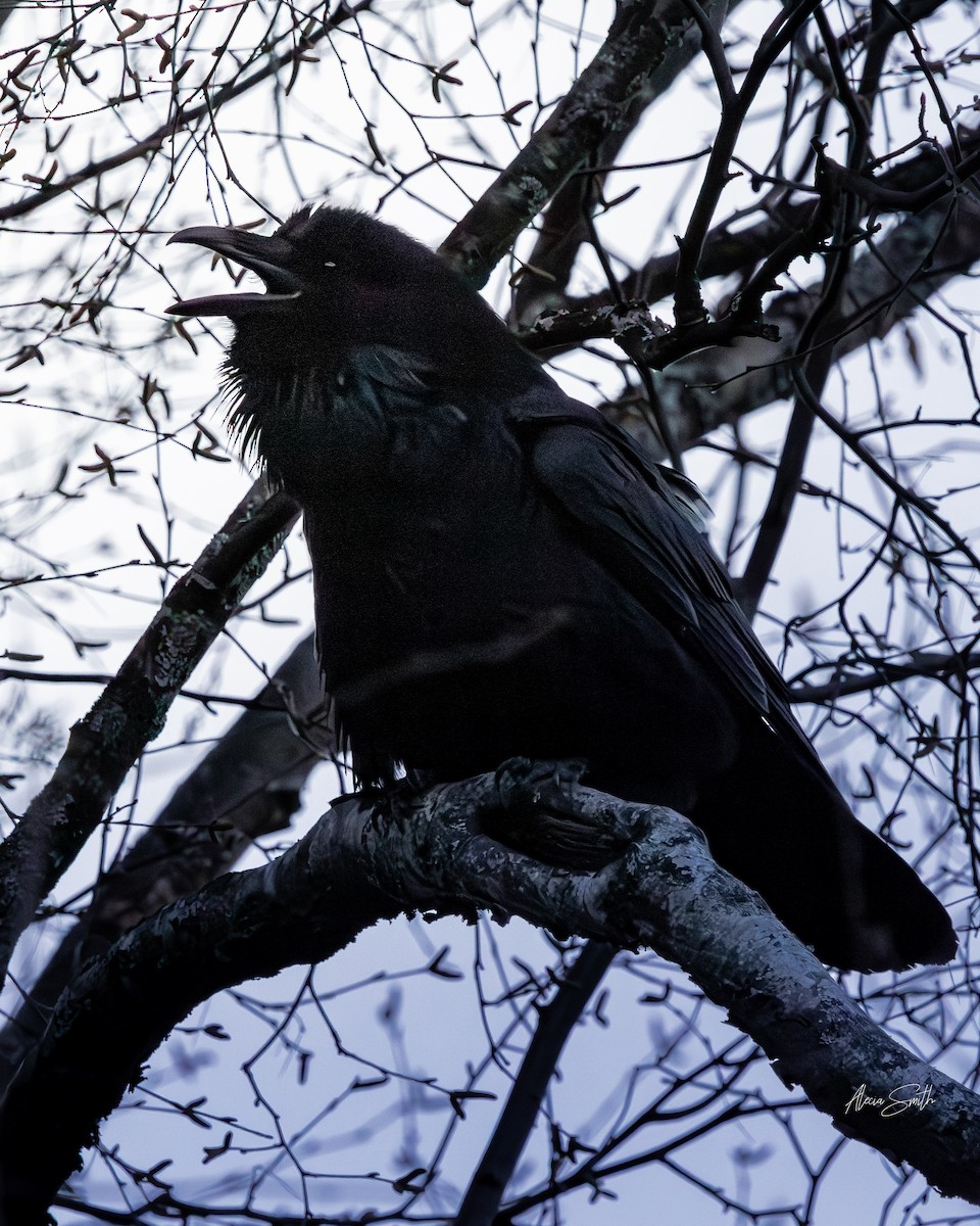 Common Raven - ML628064246