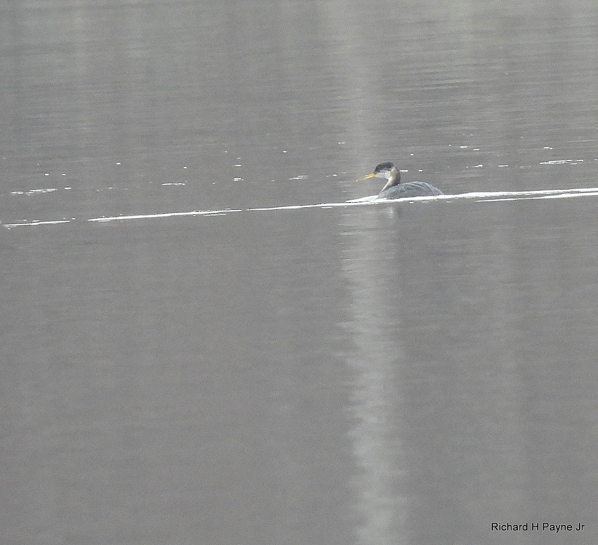 Red-necked Grebe - ML628064249