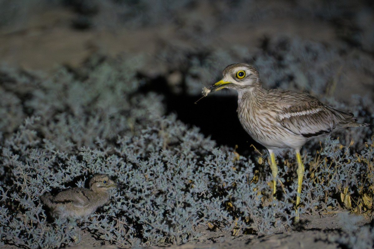 Eurasian Thick-knee - ML628064258