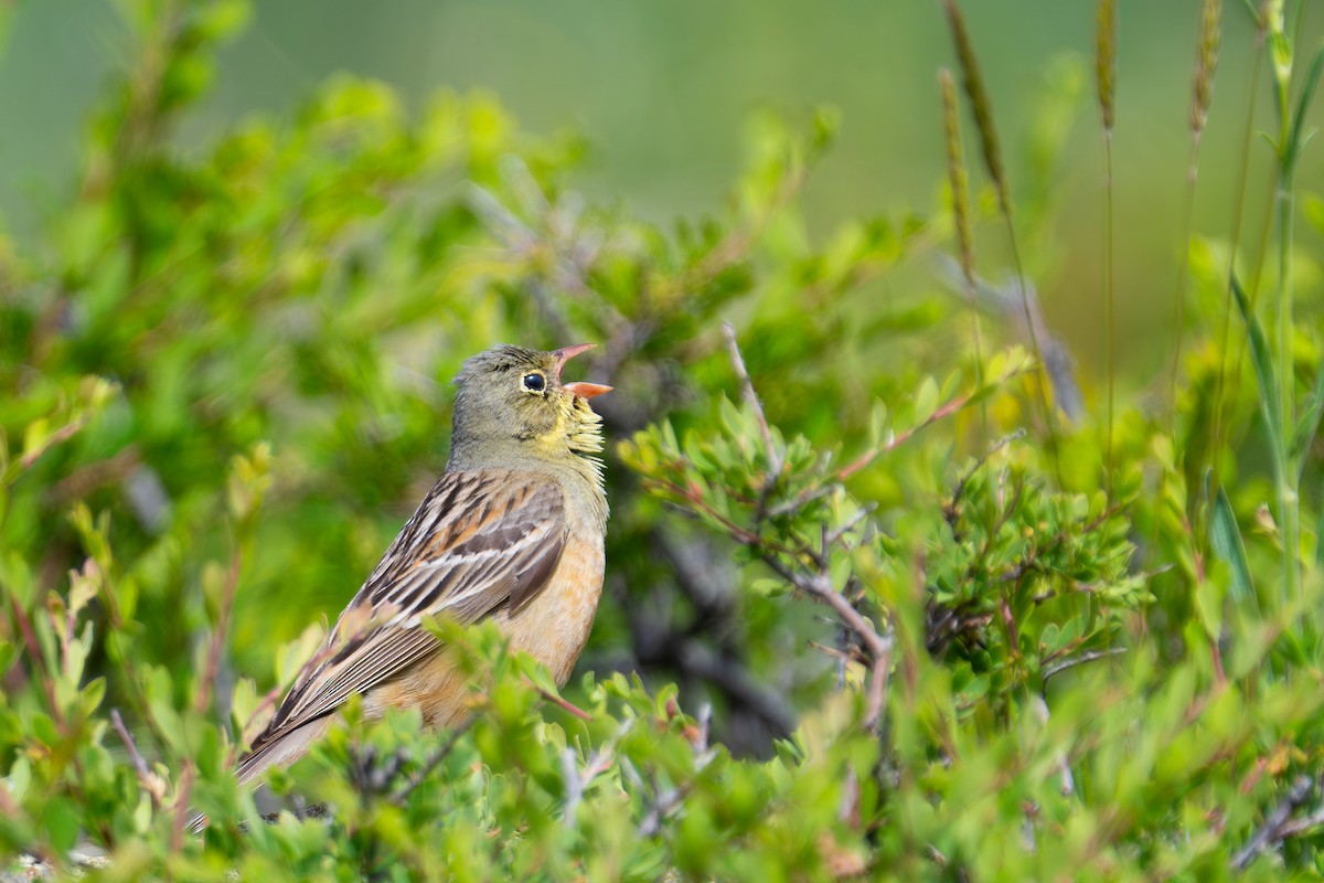 Ortolan Bunting - ML628064381