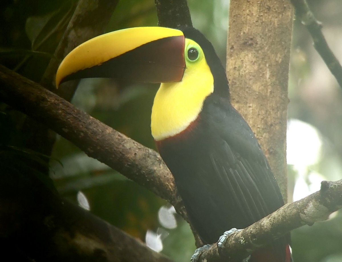 Yellow-throated Toucan - ML628064487