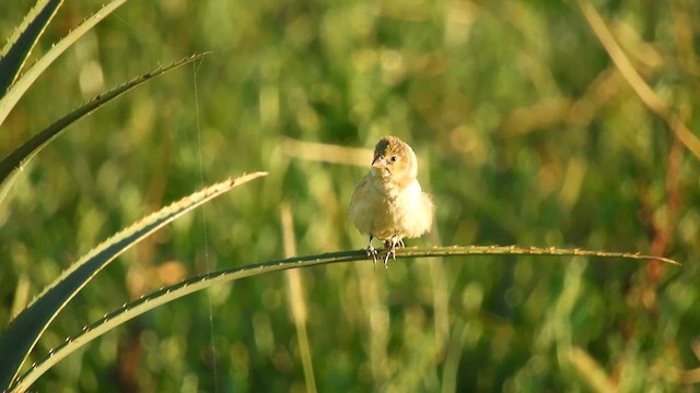 Dark-throated Seedeater - ML628064498