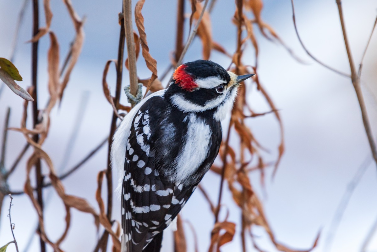 Downy Woodpecker - ML628064517