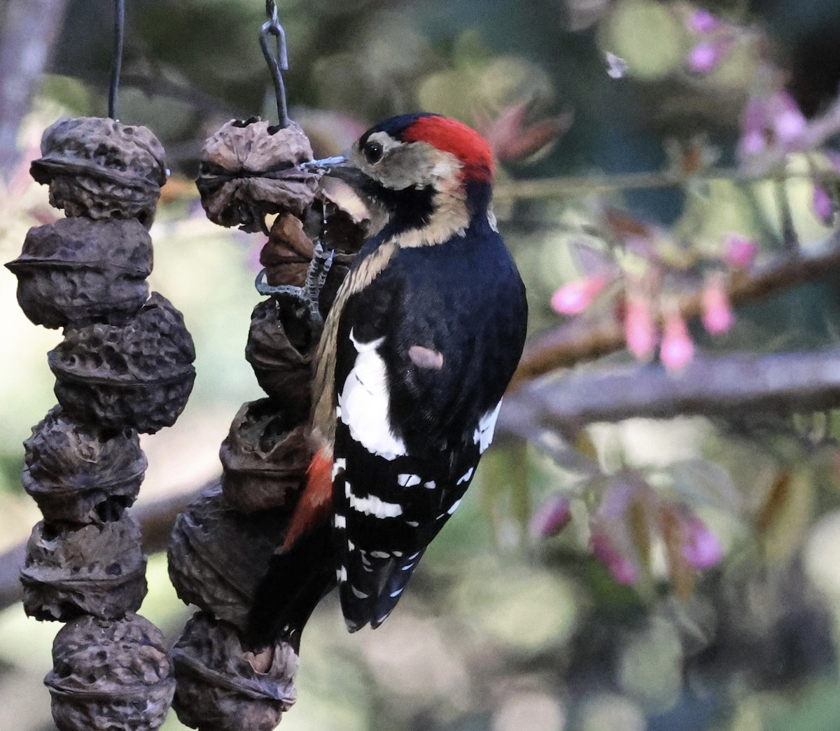 Necklaced Woodpecker - ML628064526