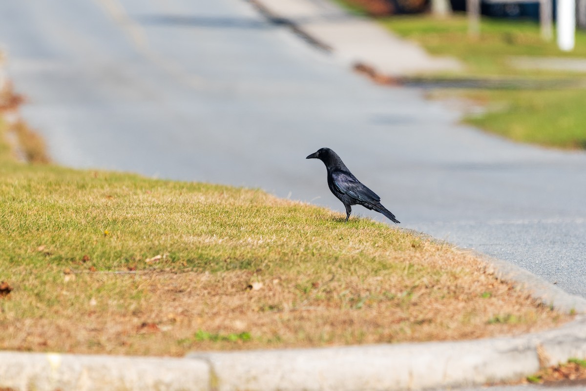 Grand Corbeau - ML628064553