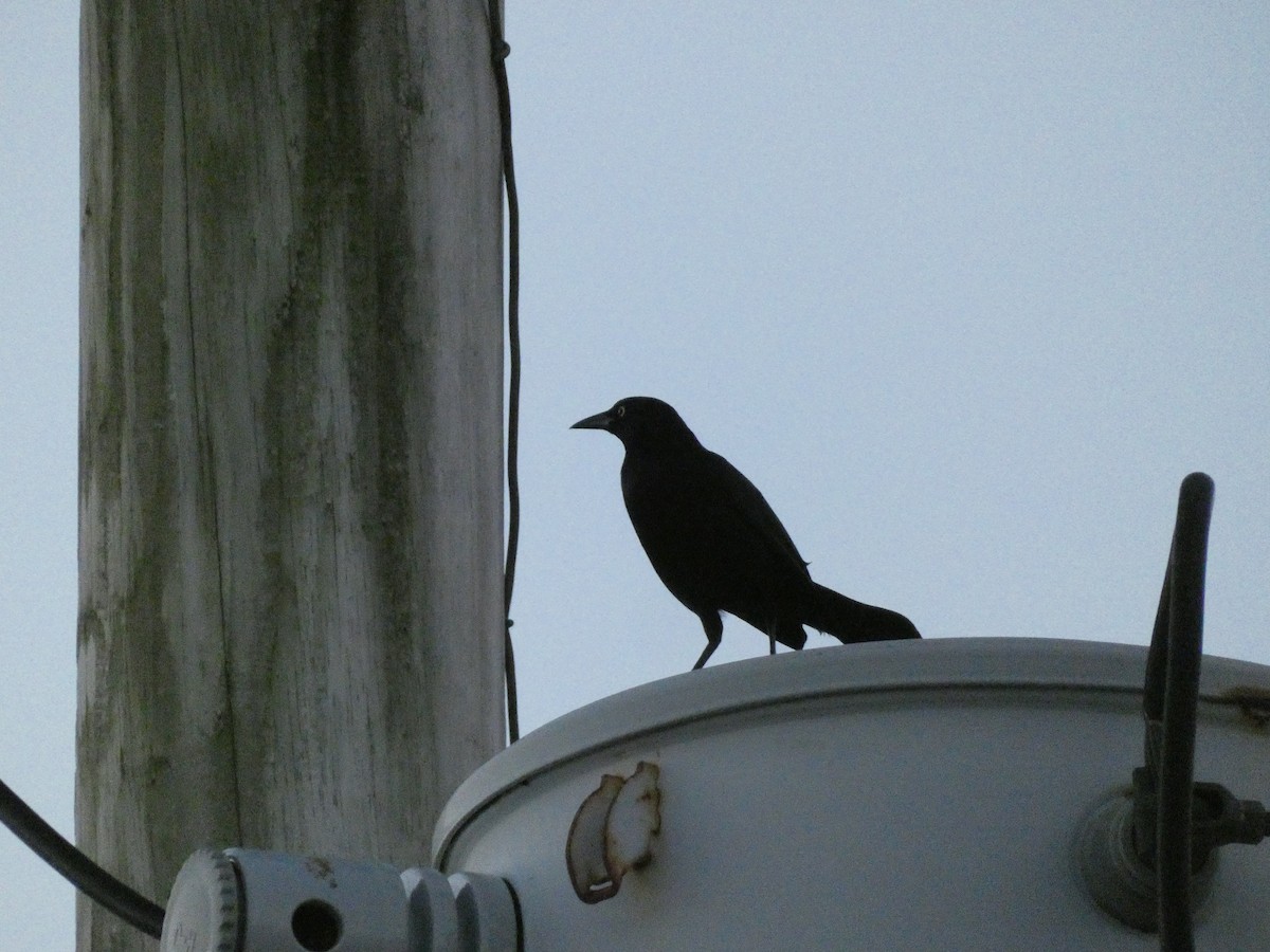 Greater Antillean Grackle - ML628064554