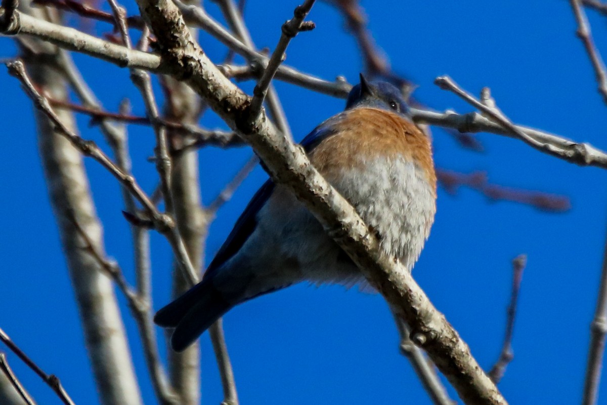 Western Bluebird - ML628064576