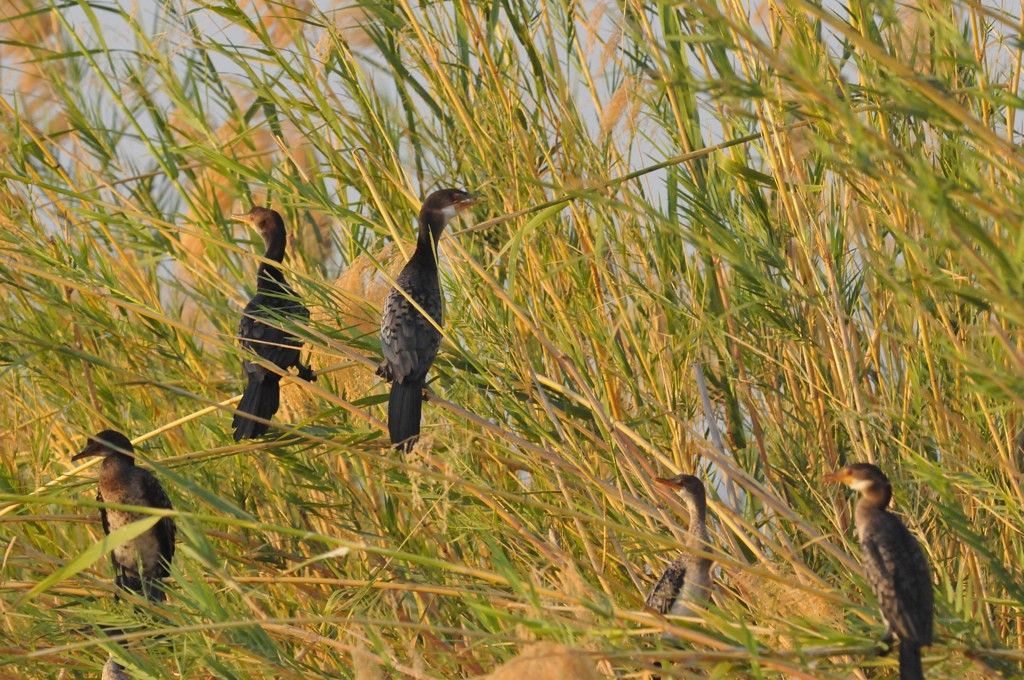 Reed Cormorant - ML628064578