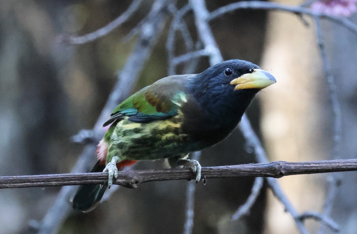 Great Barbet - ML628064580