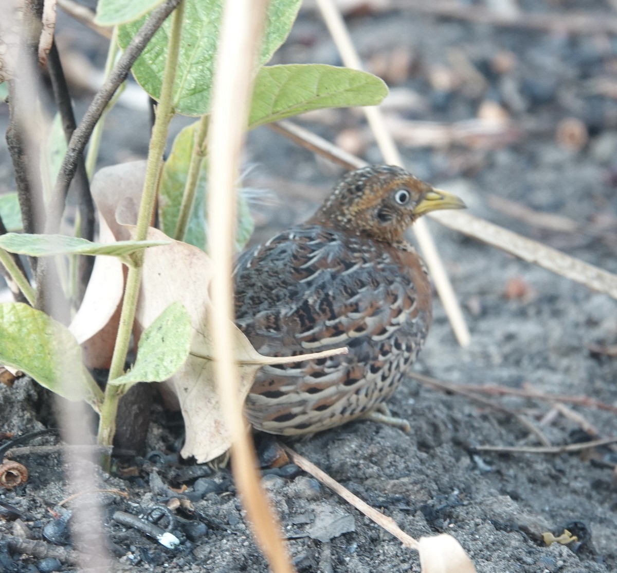 Red-backed Buttonquail - ML628064584