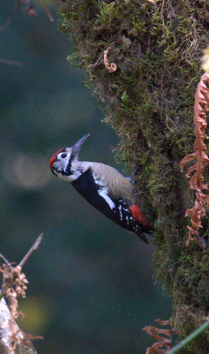 Himalayan Woodpecker - ML628064637