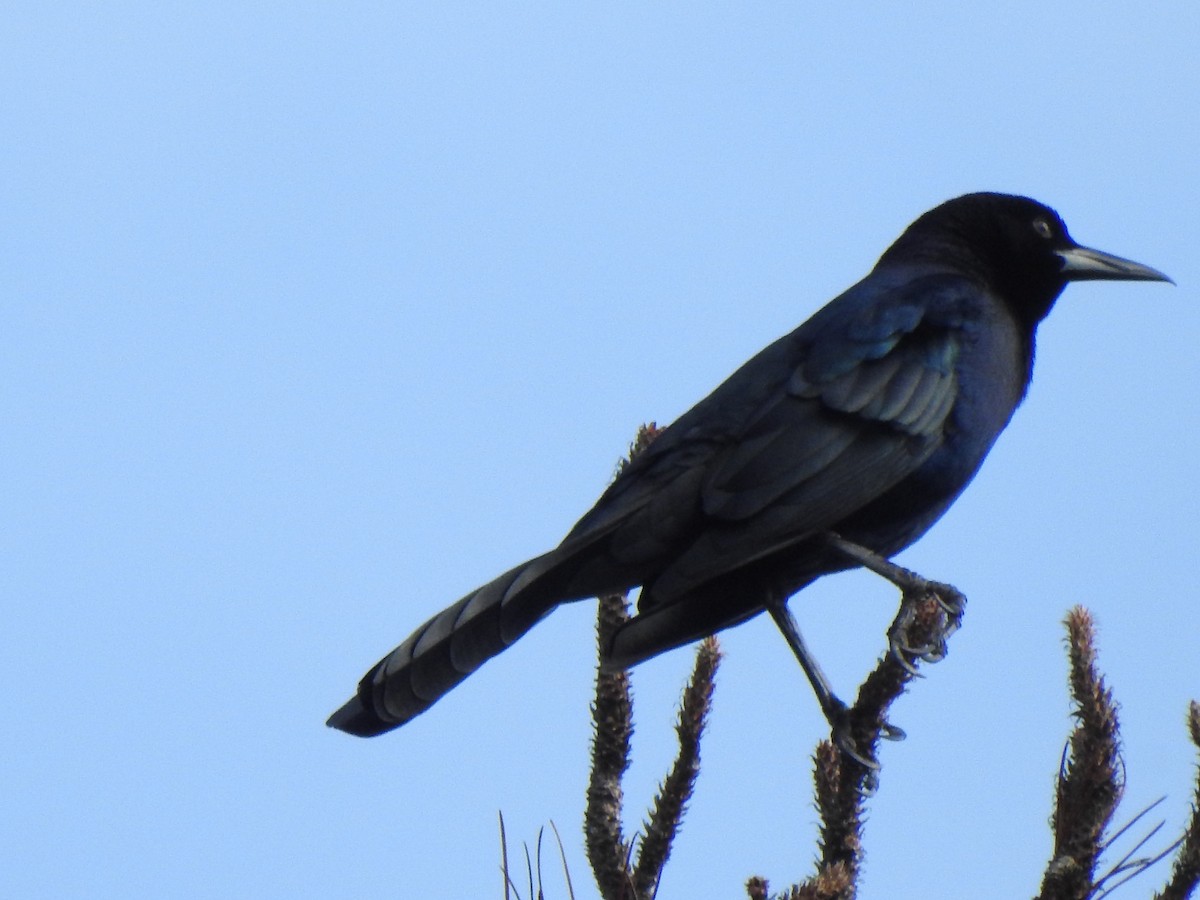 Boat-tailed Grackle - ML628064641