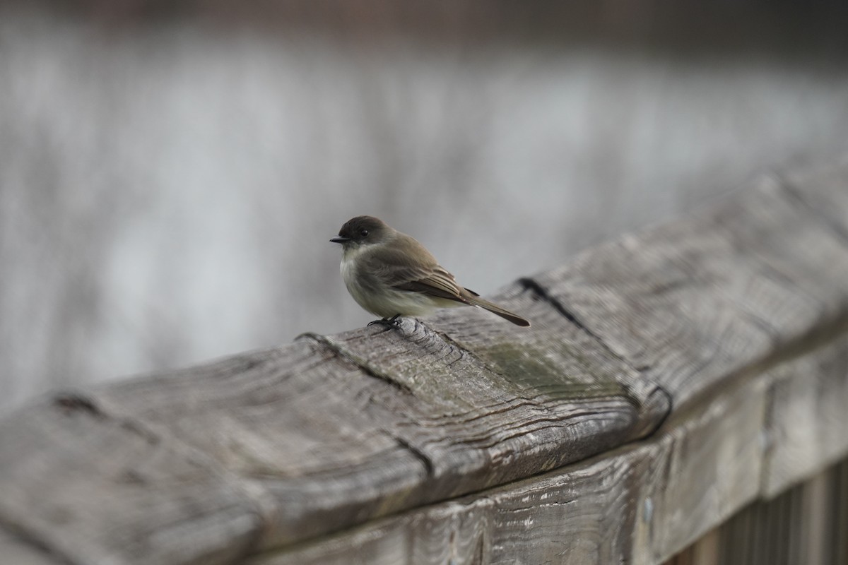Eastern Phoebe - ML628064656