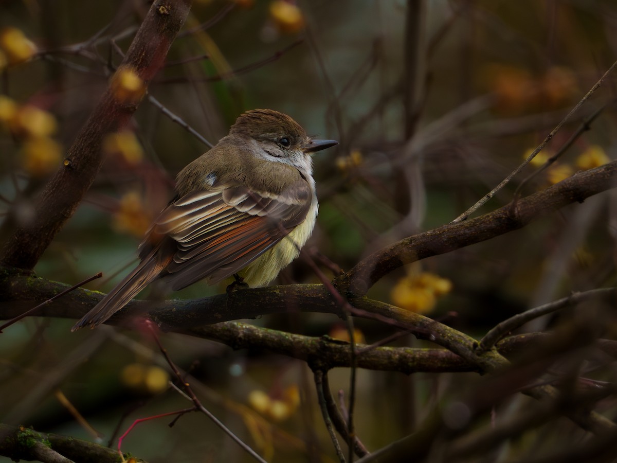 Ash-throated Flycatcher - ML628064679