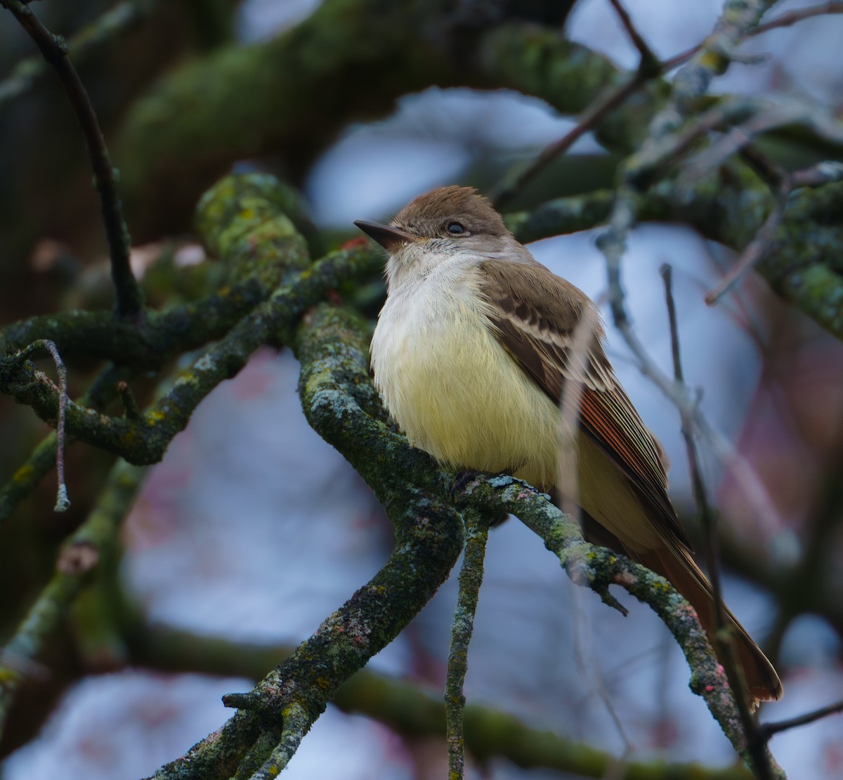 Ash-throated Flycatcher - ML628064680