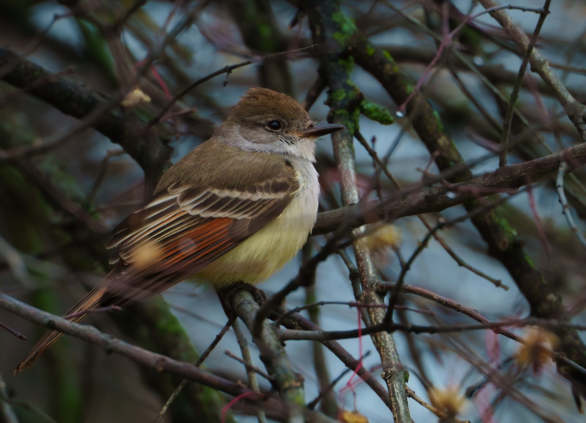 Ash-throated Flycatcher - ML628064681