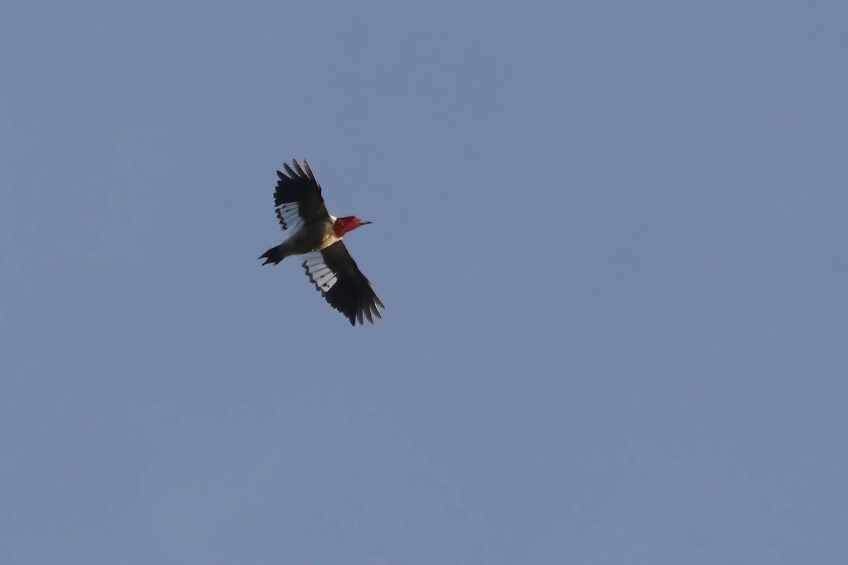 Red-headed Woodpecker - ML628064704