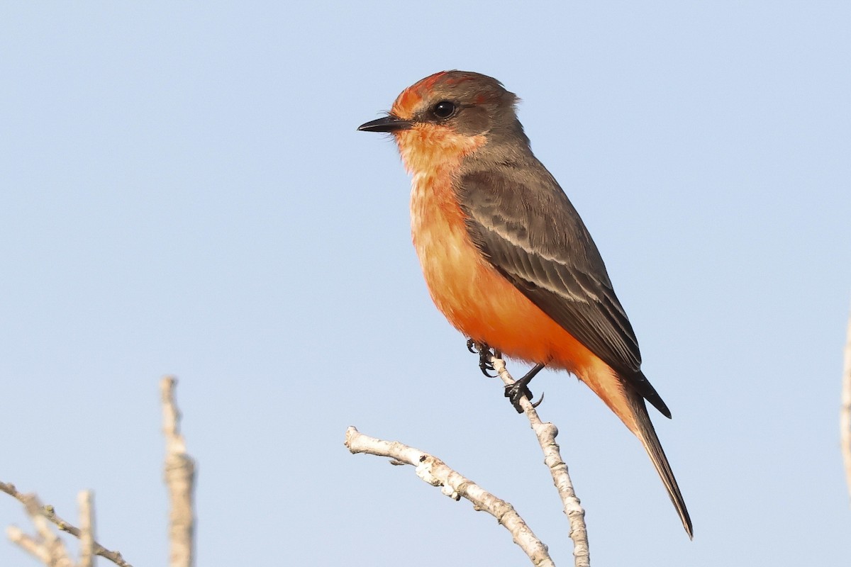 Moucherolle vermillon - ML628064717