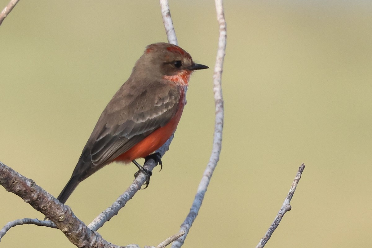 Moucherolle vermillon - ML628064718