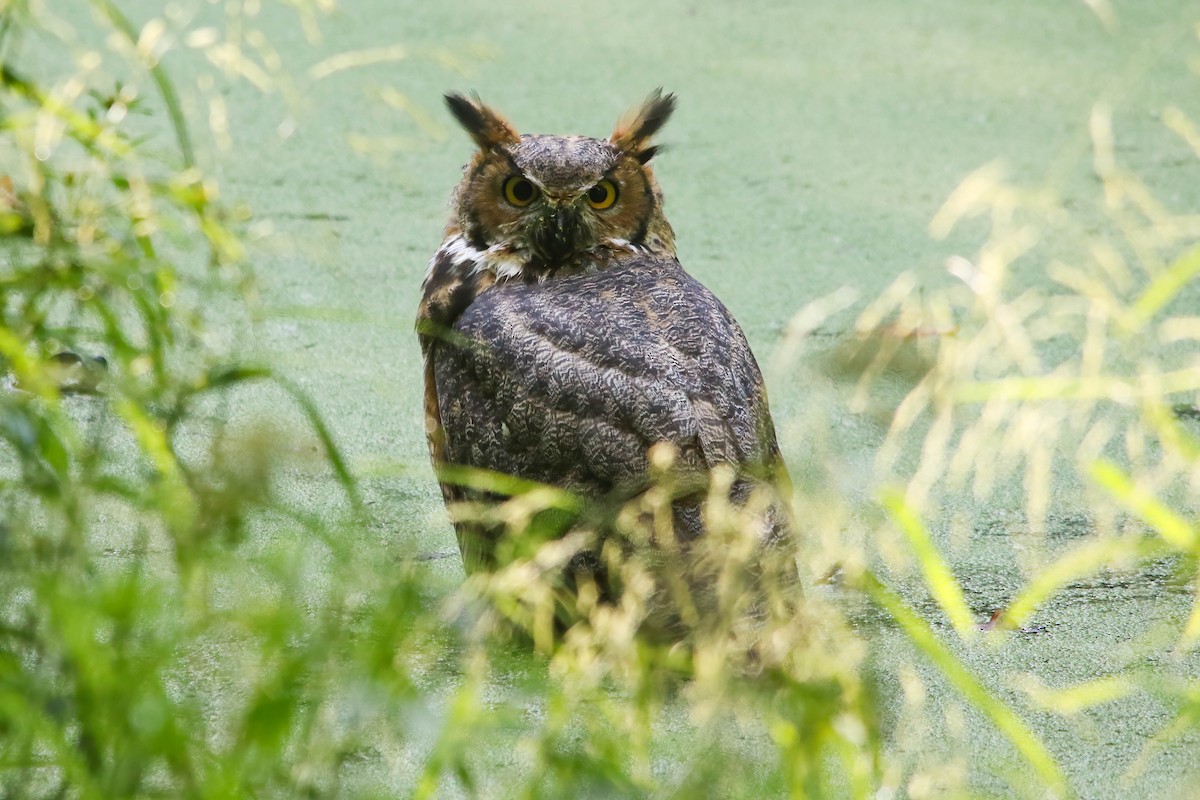 Great Horned Owl - ML628064727