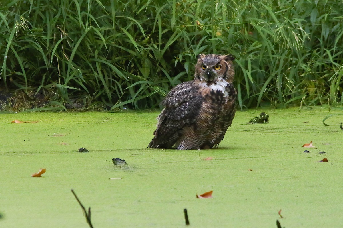 Great Horned Owl - ML628064728