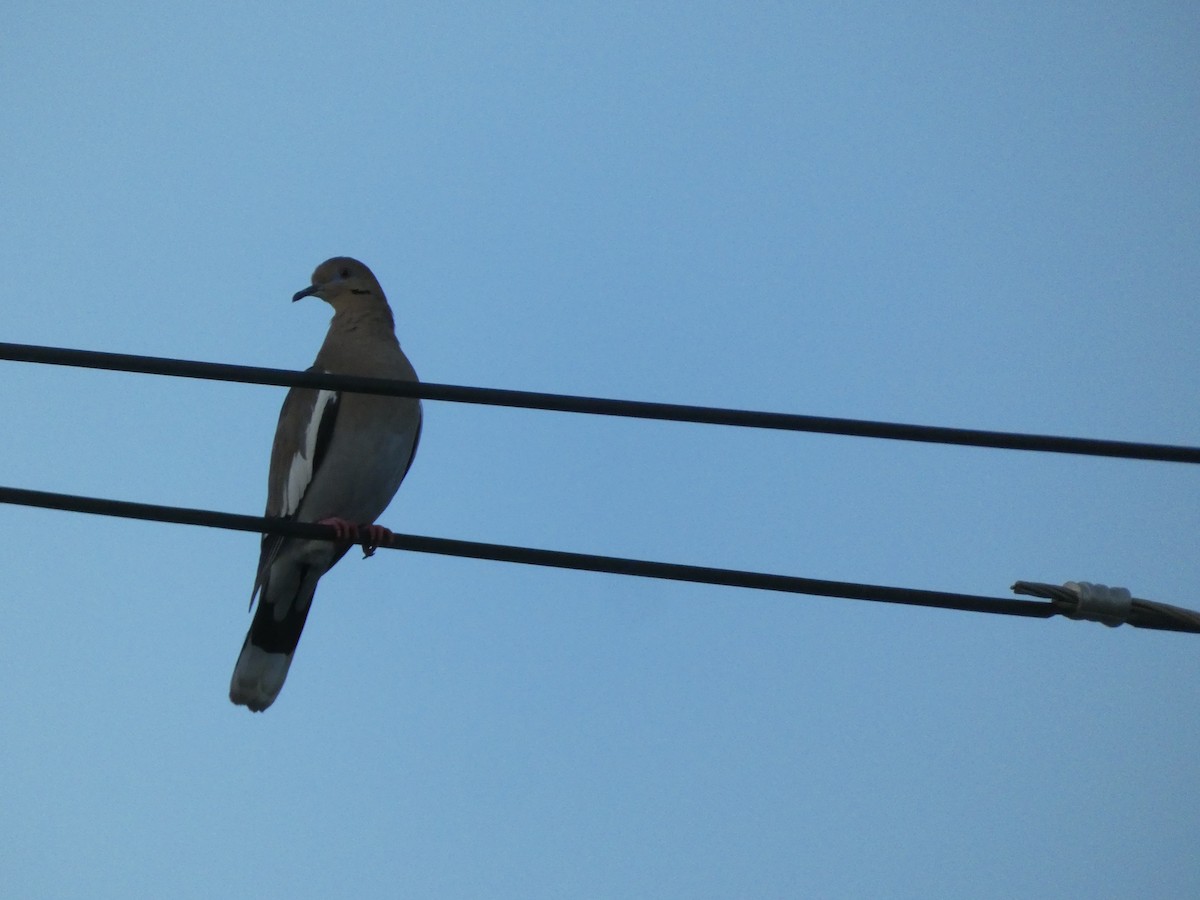 White-winged Dove - ML628064747