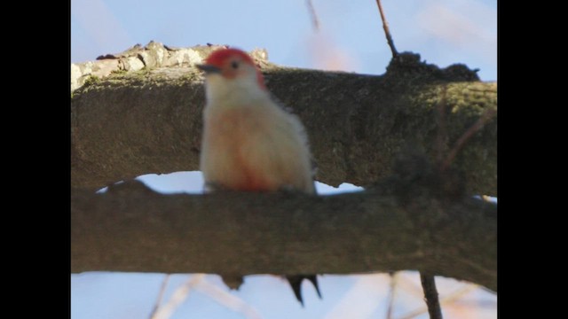 Red-bellied Woodpecker - ML628064767