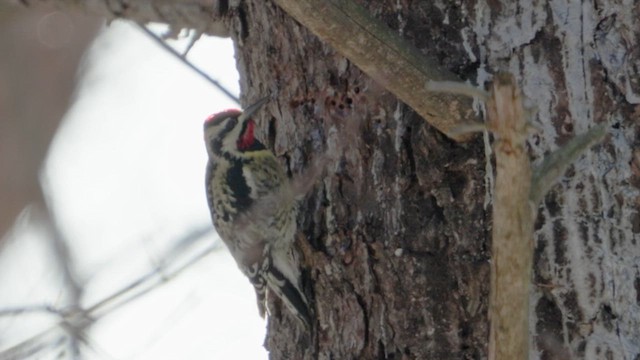Yellow-bellied Sapsucker - ML628064778